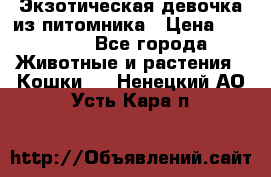 Экзотическая девочка из питомника › Цена ­ 25 000 - Все города Животные и растения » Кошки   . Ненецкий АО,Усть-Кара п.